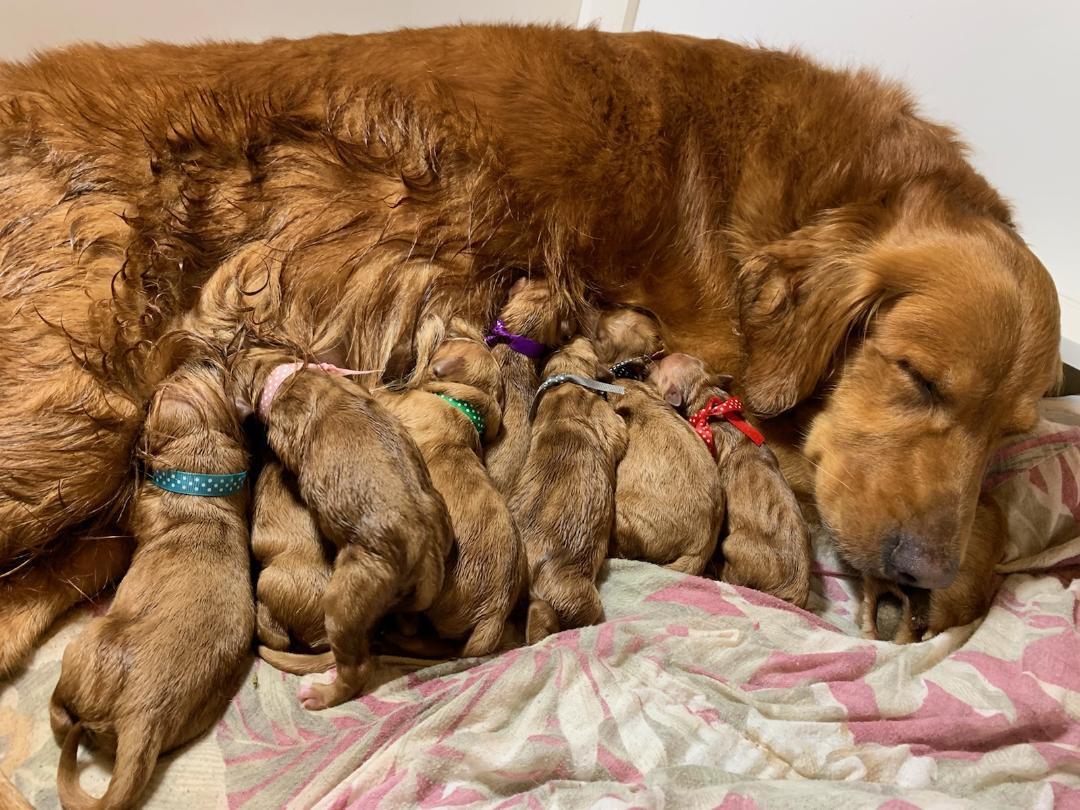 First Picture of Zoe and the puppies